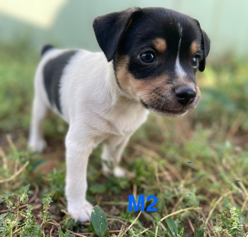 Rat Terrier puppy for sale + 66602