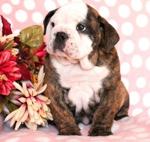 English Bulldog puppy for sale + 48491