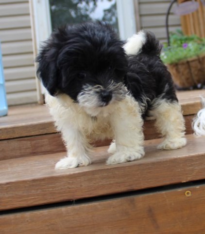 Havanese puppy for sale + 66095
