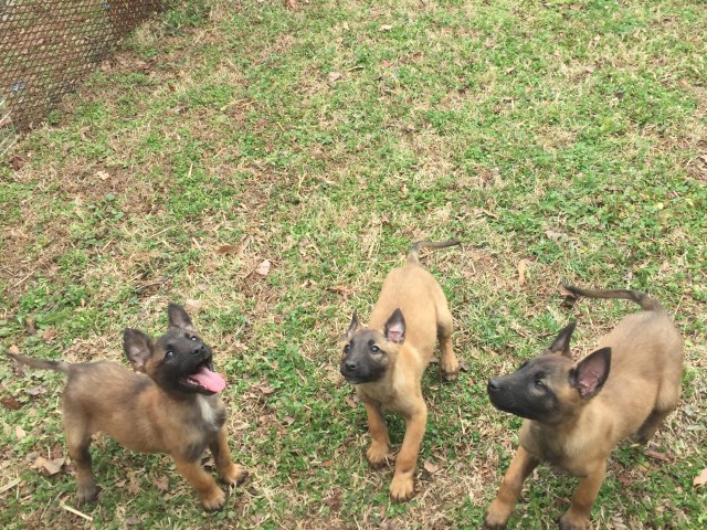 Malinois puppy for sale + 51966