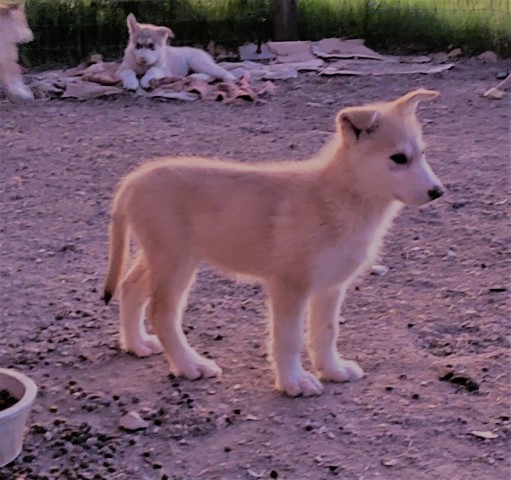 Hybrid American Indian Dog Christmas puppies! Universal Kennel Club.