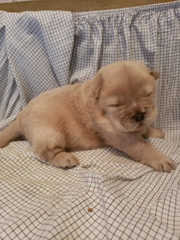 Chow Chow puppy for sale + 56560