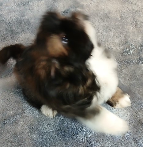 Shih Tzu puppy for sale + 65783