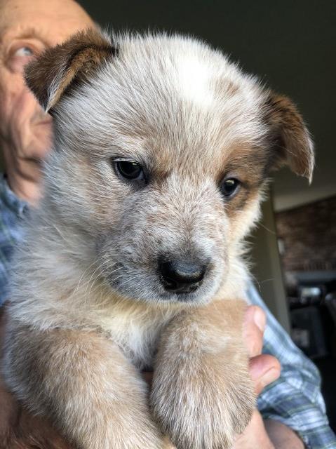 Australian Cattle Dog puppy for sale + 58625