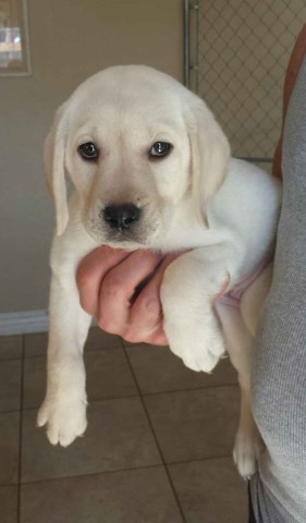 Beautiful White English Lab Female Puppy