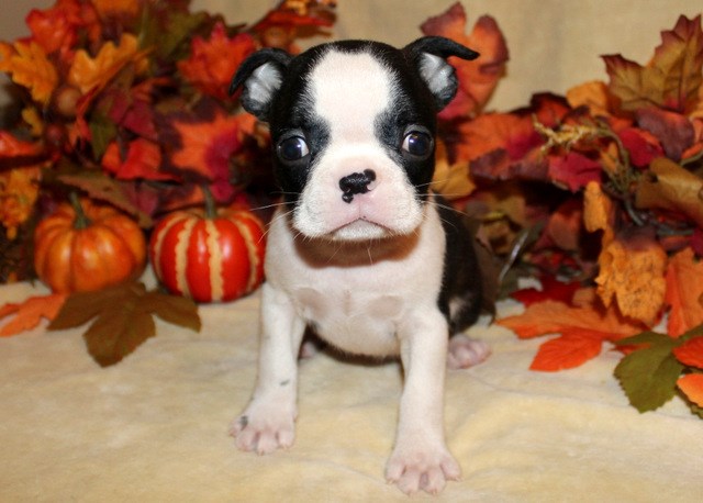 Boston Terrier puppy for sale + 58627