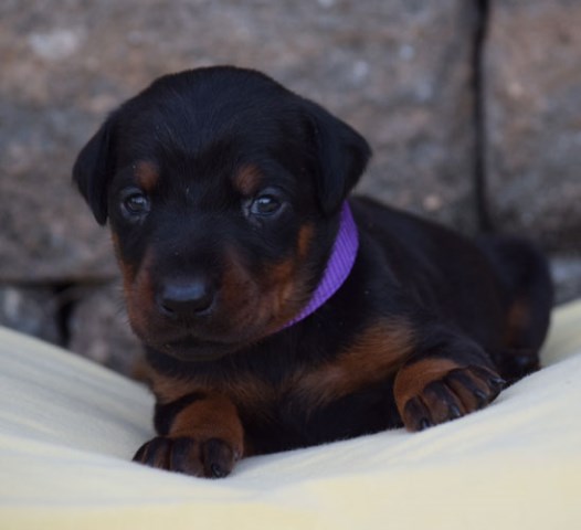 Doberman Pinscher puppy for sale + 53997