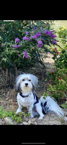 Cotton De Tulear