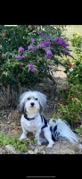 Coton De Tulear thumbnail