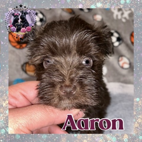 AKC Miniature Schnauzers