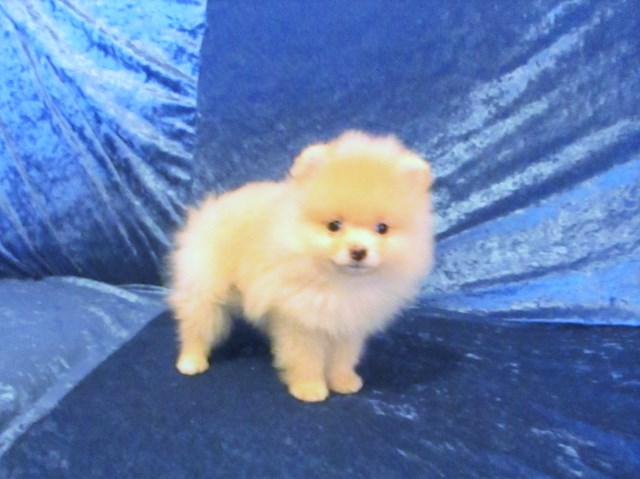 Pearl Moon Pomeranians  Popcorn, AKC registered male , Pomeranian puppy