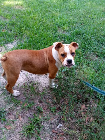 English/Olde English Bulldog Male puppy