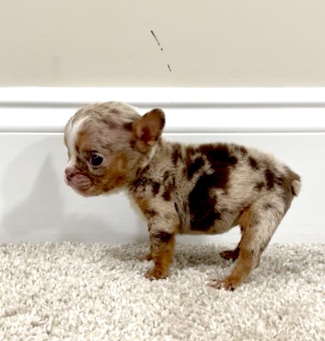 Merle English Bulldog Looking For Her New Home