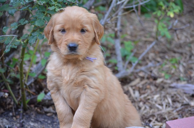 Golden Retriever puppy dog for sale in murphy, North Carolina