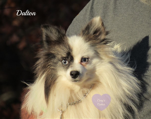 Pomeranian Dalton