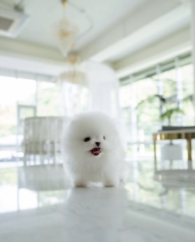 Mini teacup Pomeranian puppy