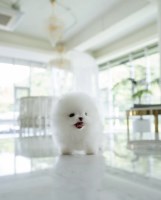 Mini teacup Pomeranian puppy Pomeranian for sale/adoption