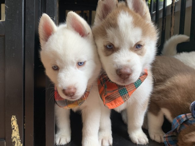 Siberian Huskies for Sales (Beautiful colors and Pure Breed)