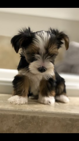 Yorkshire Terrier puppy for sale + 60330
