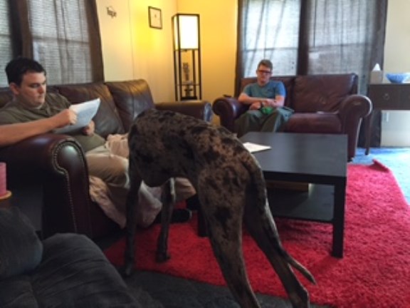 Great Dane puppy for sale + 49231