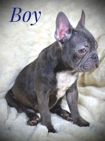 French Bulldog Puppy Frenchie