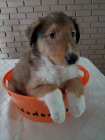 Collie puppy for sale + 50224