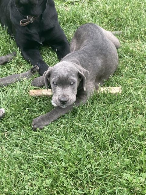 Cane Corso Puppies ready to go