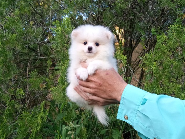 Tiny Ice White  Pomeranian  Puppy Female
