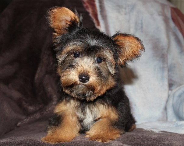 Yorkshire Terrier puppy for sale + 63851