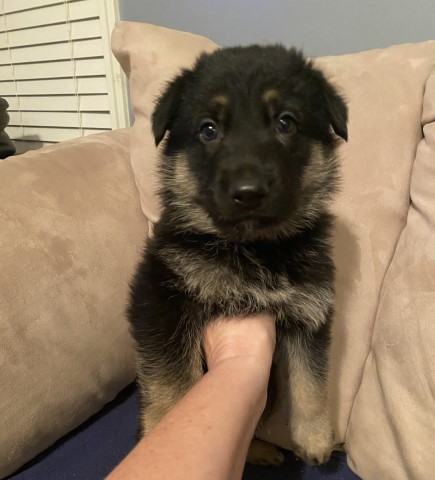 Male German Shepherd Puppies