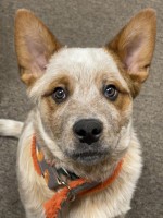 Cipher 5 month old male Australian Cattle Dog for sale/adoption