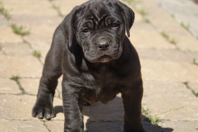 Cane Corso Female Puppy Goldenacresdogscom