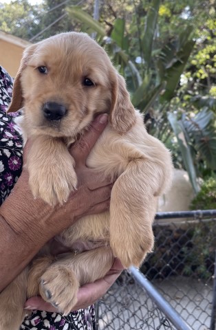 Golden Retriever puppy for sale + 62011