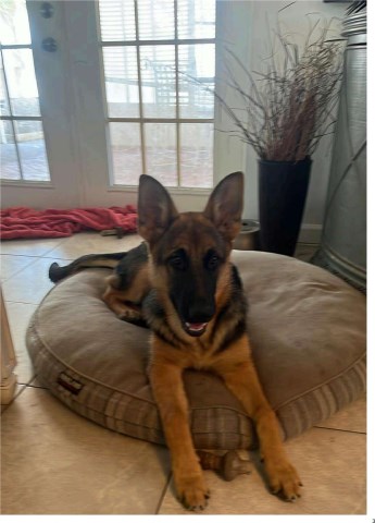 German Shepherd Dog puppy for sale + 67069