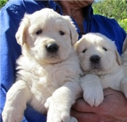 Gorgeous Pure Bred Golden Retriever puppies for sale