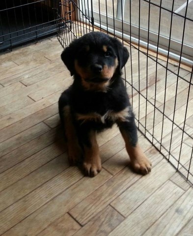 Rottweiler puppy for sale + 49069