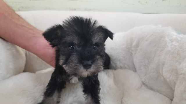 Miniature Schnauzer puppy for sale + 51336