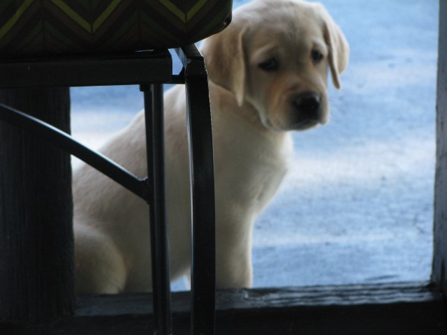 Labrador Retriever puppy for sale + 50491
