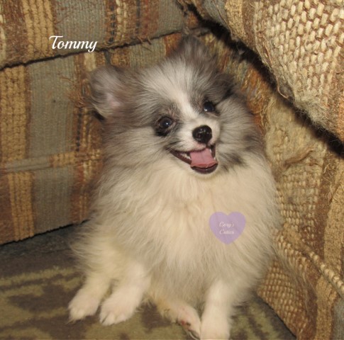 Pomeranian puppies