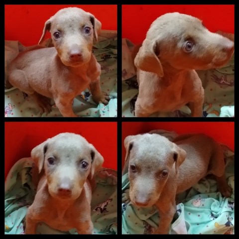 Doberman Pinscher puppy for sale + 59387