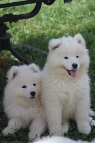 Samoyed pups need forever home