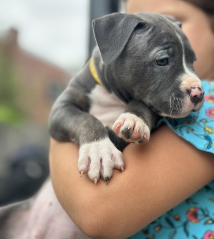 American Bulldog puppy for sale + 65165