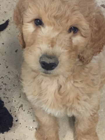 Goldendoodle puppy for sale + 58701
