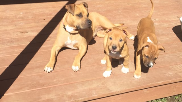 American Pit Bull Terrier puppy for sale + 52076