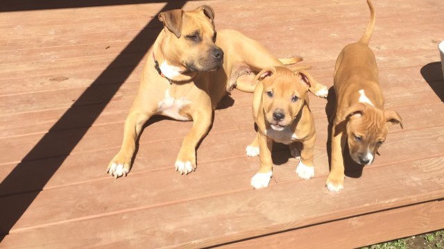 American Pit Bull Terrier puppy for sale + 52076