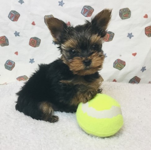 Tiny Teacup Babydoll face Yorkies