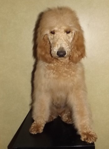 Poodle Standard puppy for sale + 59317