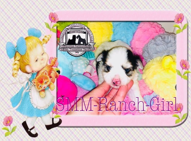 SMM-Ranch Has Puppies!