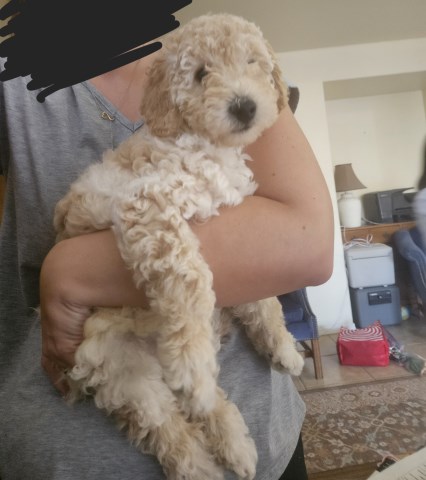 Miniature Goldendoodle Puppies
