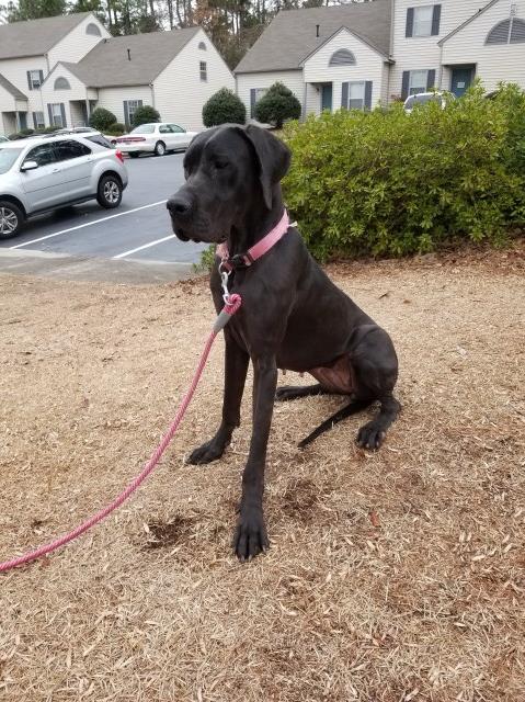 Great Dane puppy for sale + 52491